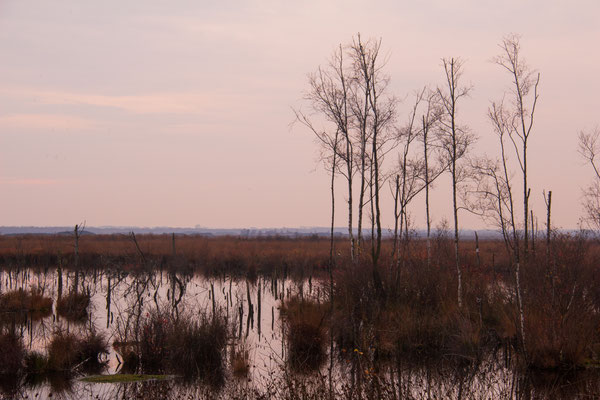 Goldenstedter Moor - Heiko Friedel