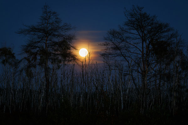 Goldenstedter Mond - Roland Zschornack