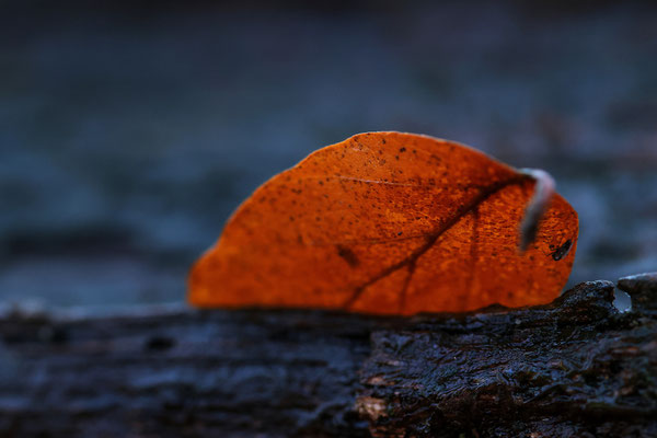 Blatt im Gegenlicht - Gottfried Walter