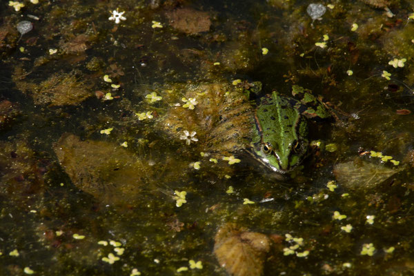 Teichfrosch. Heiko Friedel