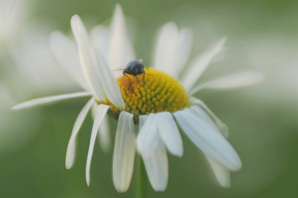 Bokeh-Fliege2 - Michael Joost