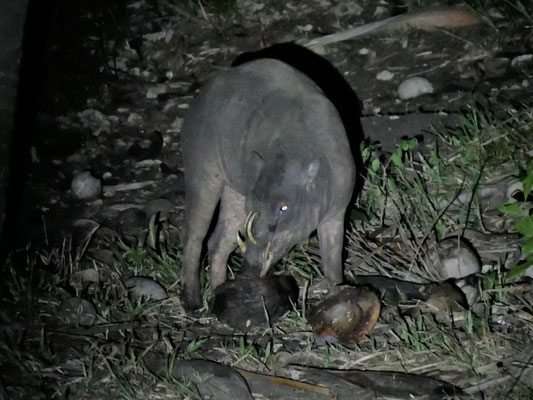 Der Sulawesi-Hirscheber ist vom Aussterben bedroht. 