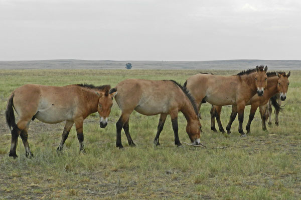 Die Przewalski-Pferde aus Ungarn und Frankreich sind nicht scheu.