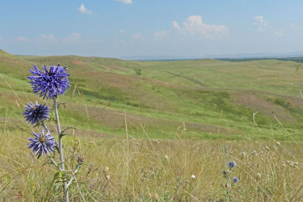 Steppenblume auf dem Roten Berg