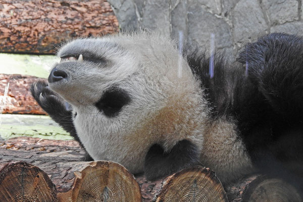 Moskaus Pandas halten ausgiebigen Mittagsschlaf.