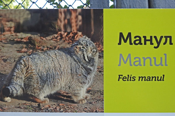 Der Manul, Maskottchen des Zoos, ist nicht zu sehen.