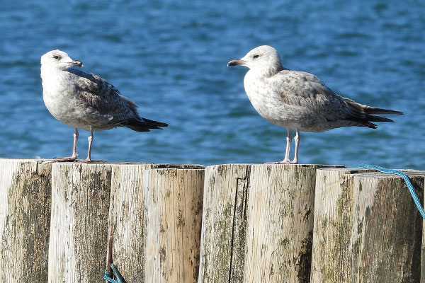 Ostsee-Möwen