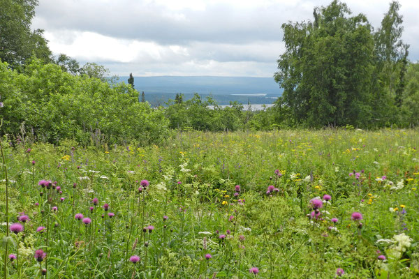 Meterhohes Gras wächst links und rechts des Pfades.