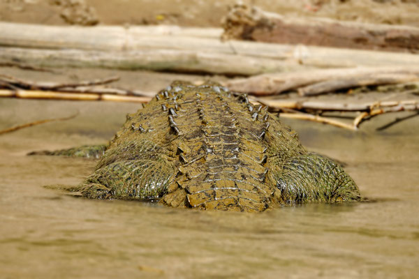 Alligator