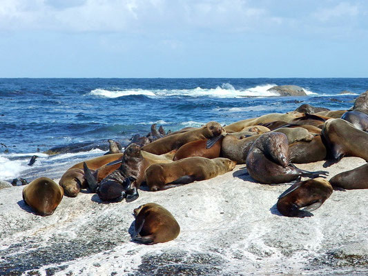 Zeeleeuwen op Duiker eiland bij Houtbaai