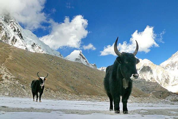 Yaks