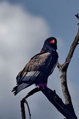 Bateleur