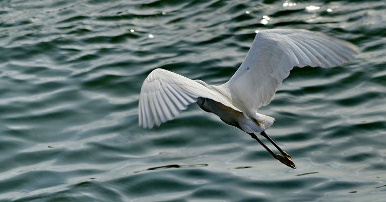 Zilverreiger