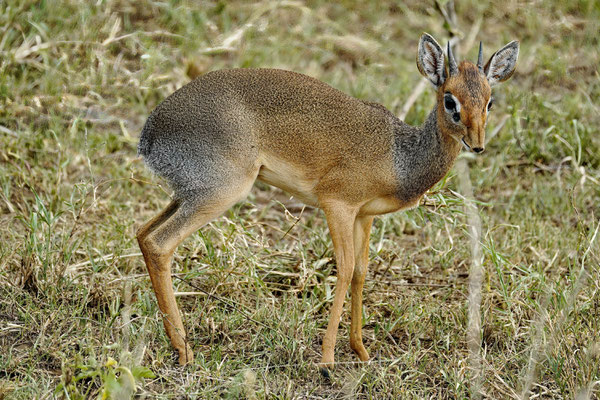 Dikdik (de op één na kleinste antilopesoort)