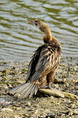 Aalscholver