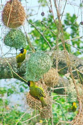 Wevervogels weven hun nest