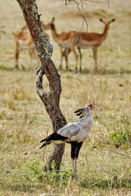 Secretarisvogel en impala's