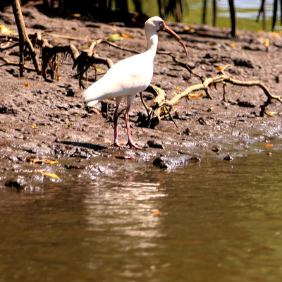 Witte ibis