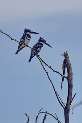 Bonte ijsvogels