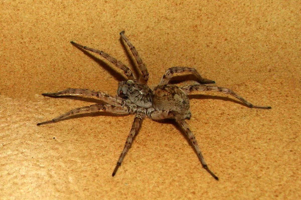 Spinnetje (10 cm. groot!)