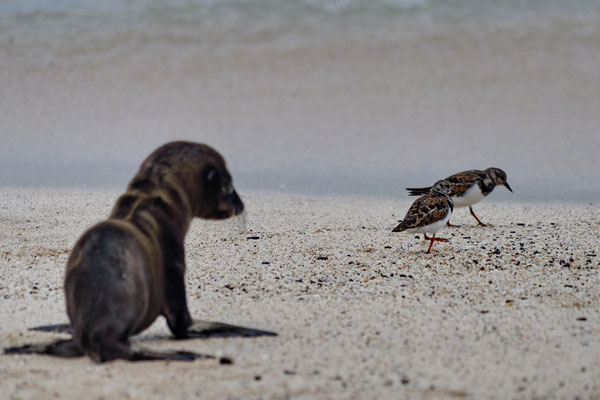 Jonge zeeleeuw en strandplevieren