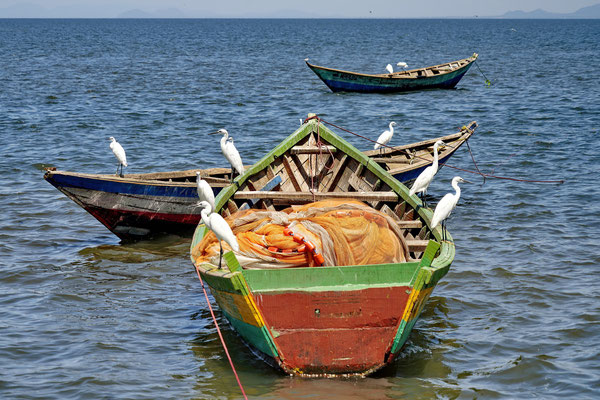 Vissersboot met zilverreigers