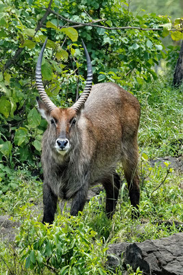 Waterbok