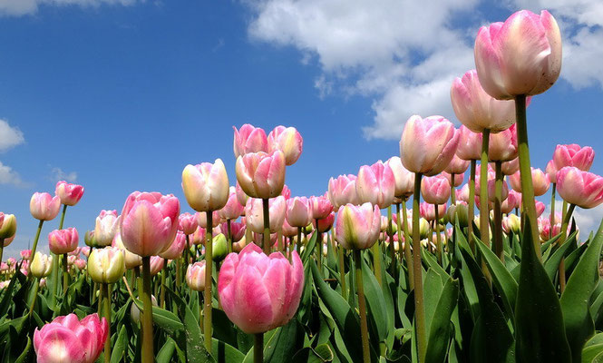 Tulpen bij Kleine Huisjes