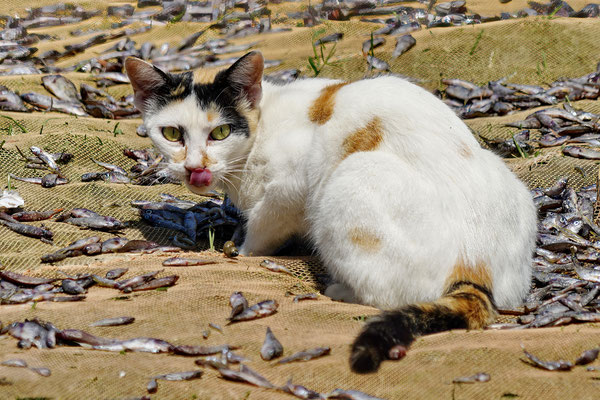 Poes in de kattenhemel