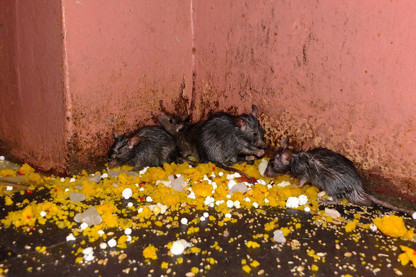 Ratten in de Karni Mata tempel in Deshnok