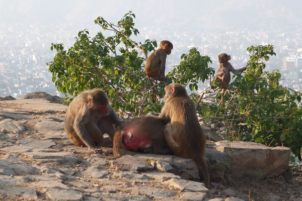 Makaken boven Jaipur