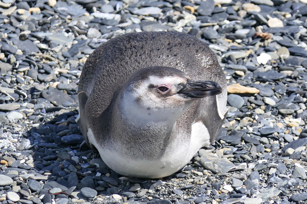 Jonge Magelhaen pinguïn