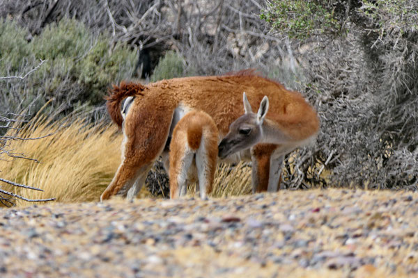 Guanaco's bij Punta Tombo