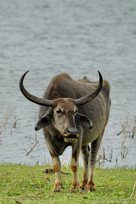 Waterbuffel