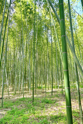 Bamboe-bos