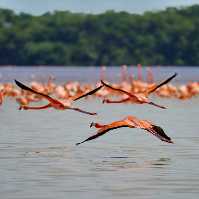 Flamingo's bij het Celestun Biosphere Reserve