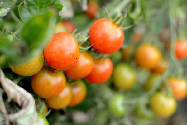Tomaten Wolmirstedt 2015