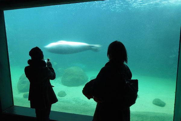 Unter Wasser mit Seehund 2013 Aquarium