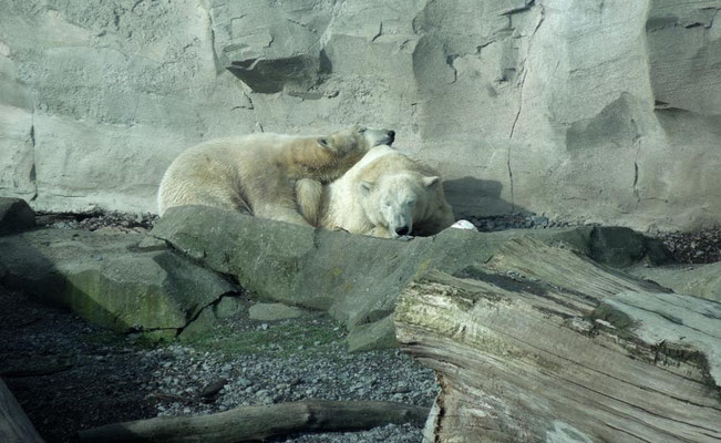 Eisbären Zoo am Meer Bremerhaven 2015