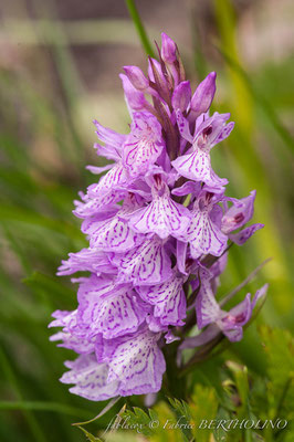 DACTYLORHIZA fuchsii (65 - Gavarnie - 2013-08)