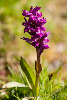 orchidée en cours d'identification (65 - rando Lac de Bernatoire 2013-08)