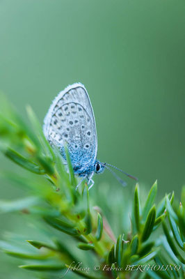 Papillon 'Azuré' (65 Cirque Estaubé 2013-08)