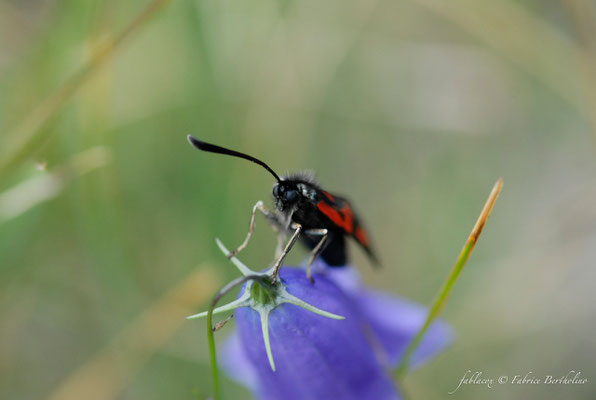 Papillon 'Zygène' sur campanule (73 Savoie 2006-08)