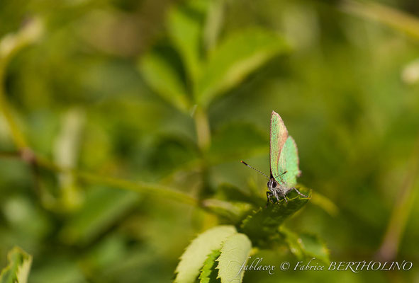 L'Argus vert -Callophrys rubi stage macro avec LB (2010_06)