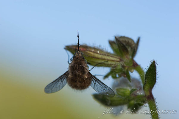 Bombyle - stage macro avec LB (2010_06)