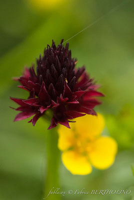 GYMNADENIA / NIGRITELLA en cours d'identification