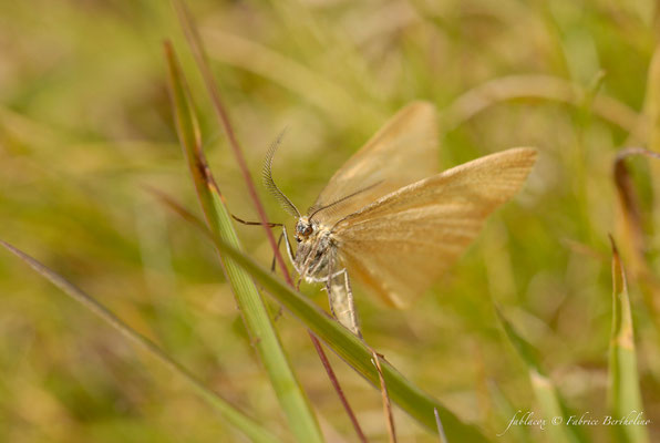 Papillon de nuit (73 Savoie 2006-08)