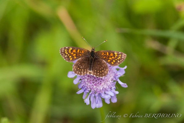 en cours d'identification (papillon de jour)