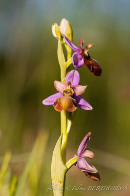 orchidée en cours d'identification
