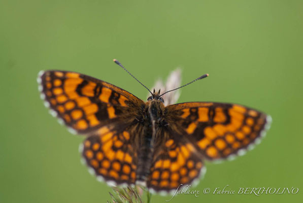 La Mélitée des centaurées - Melitaea phoebe